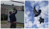 Ktoś przywiązał gołębie do kabli z prądem. Na ratunek ruszyli mieszkańcy osiedla [ZDJĘCIA]