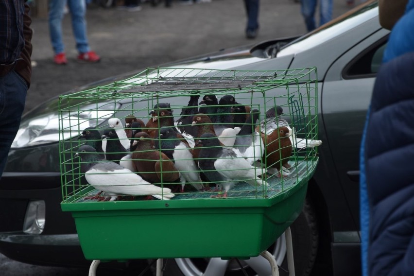 Kura, królik, kaczka, gołębie, czyli czym się handluje w weekendy na rolniczych targowiskach