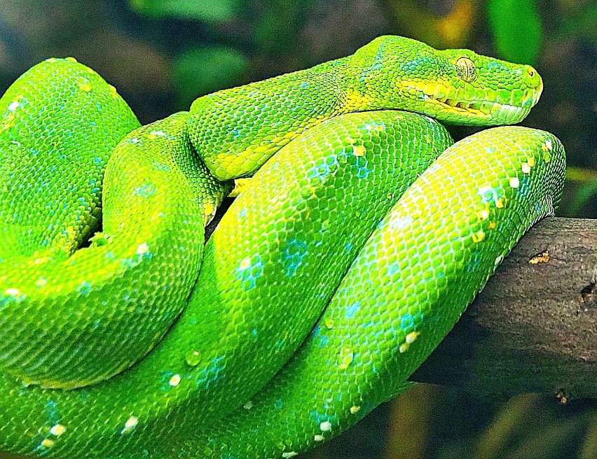 Łódzkie ZOO - jedno z niewielu otwartych miejsc - było oblegane w drugi dzień Wielkanocy. 