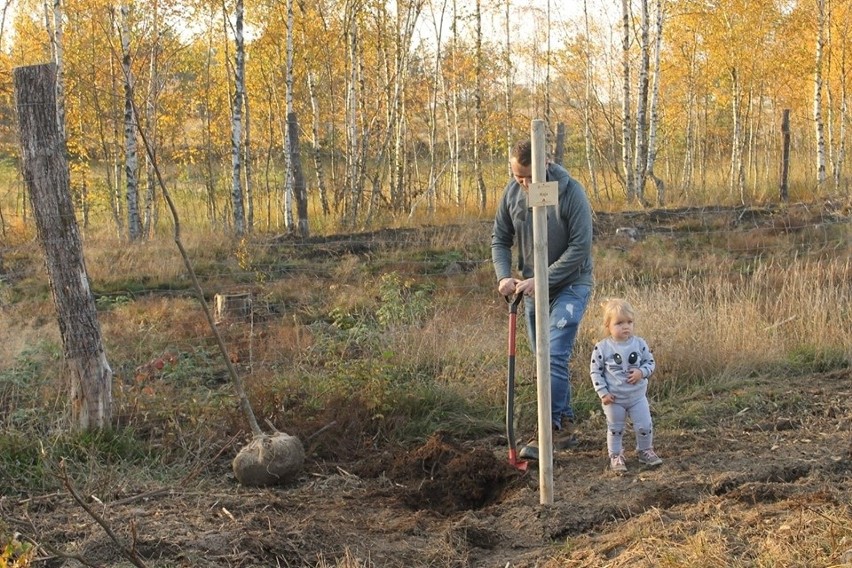 Akcja Jedno Dziecko-Jedno Drzewo w gminie Studzienice. Sadzili klony i lipy (zdjęcia)