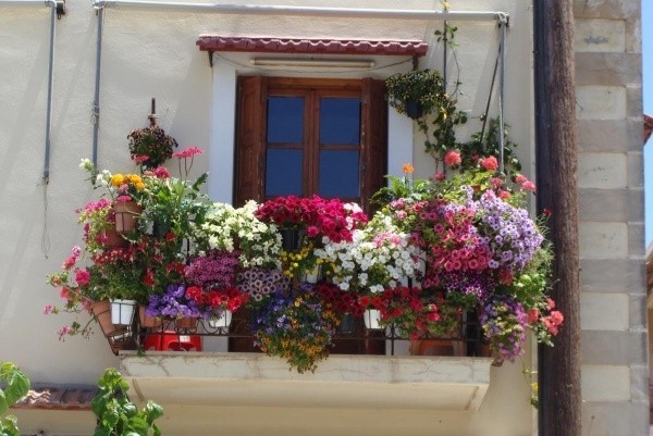 Kwiaty balkonowe i ogrodowe - konkurs