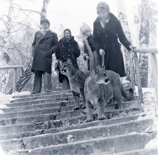 Zoo Gdańsk Oliwa: Na wiosennym spacerze z pumami w gdańskim ZOO – 1976 r.