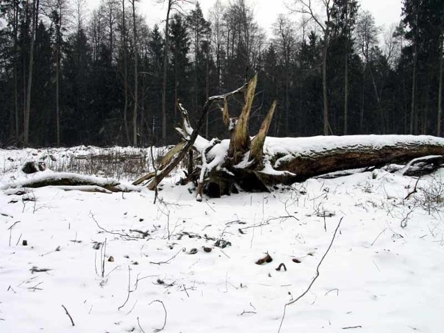 Jedno z miejsc wycinki drzew udokumentowane przez działaczy Greenpeace