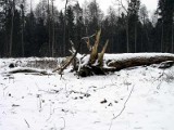 Greenpeace w Puszczy Bialowieskiej: Wycinka drzew w 11 miejscach cennych przyrodniczo