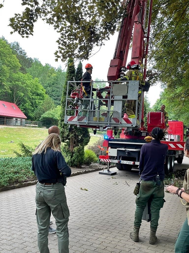 Buntownicza pandka uciekła z klatki w gdańskim zoo. Strażacy musieli ściągnąć ją z drzewa
