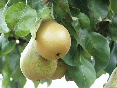 Jakość owoców zależy nie tylko od odmiany, ale także od pogody w danym roku