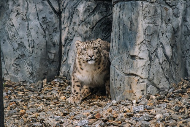 Dwie nowe pantery śnieżne dołączyły do grona mieszkańc&oacute;w zoo. Dlaczego irbisy zostały przeniesione do Chorzowa?