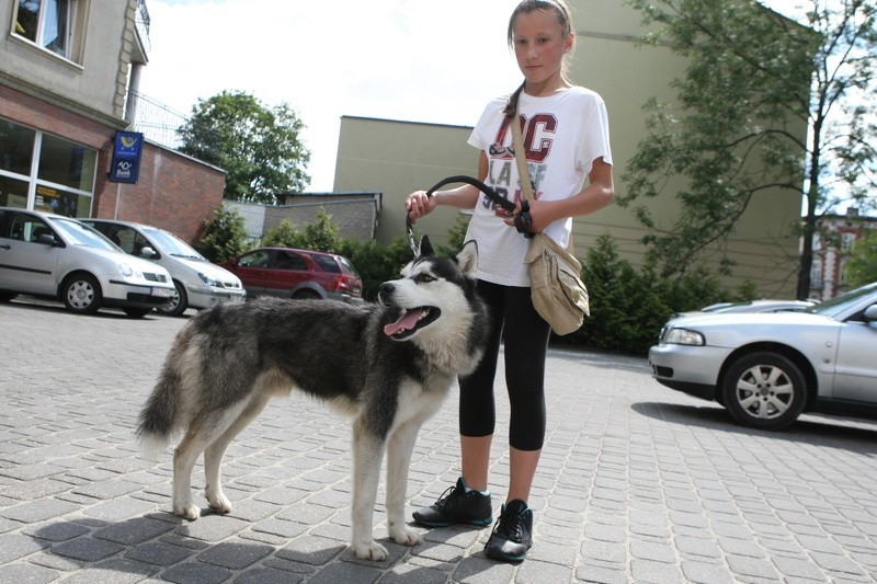 Znaleziono psa rasy Husky. Właściciel proszony o kontakt !!! 