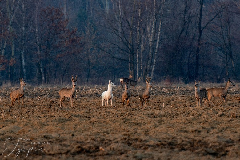 Niezwykła sarna albinos sfotografowana w poddębickim lesie.