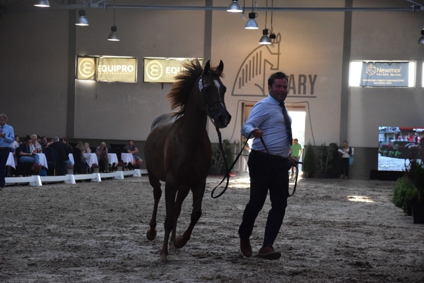 Pokaz ogiera i klaczy aukcyjnych zakończyły święto koni arabskich w Michałowicach [ZDJĘCIA]