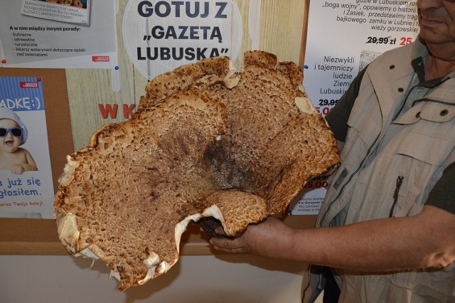Wielki grzyb rósł w lesie niedaleko Wolsztyna.
