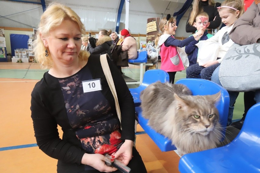 Wystawa Kotów Rasowych w Koluszkach. Przybyli wystawcy z kraju i zagranicy. Pięknych i rzadkich kotów nie brakuje