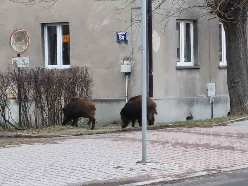 Kraków. Dziki krążą po kolejnych rejonach miasta. I czują się bardzo swobodnie