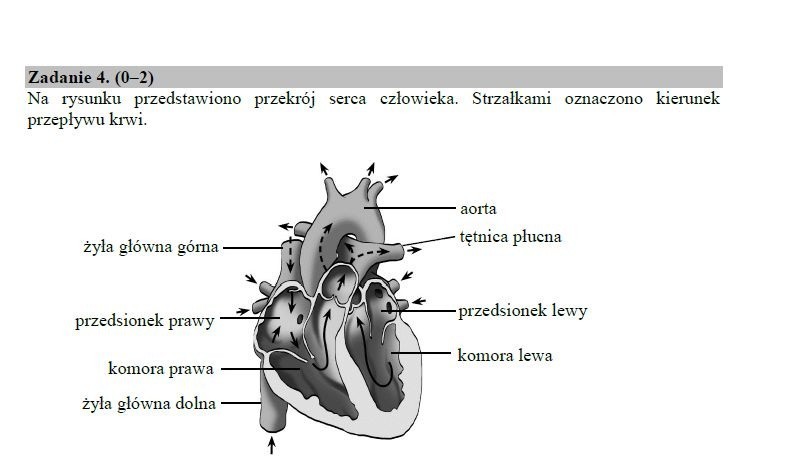 Egzamin gimnazjalny 2019. PRZYRODA ARKUSZ I ODPOWIEDZI. Testy gimnazjalne:  biologia, chemia, fizyka, geografia (cz. przyrodnicza) 11.04.2019 |  Dziennik Bałtycki