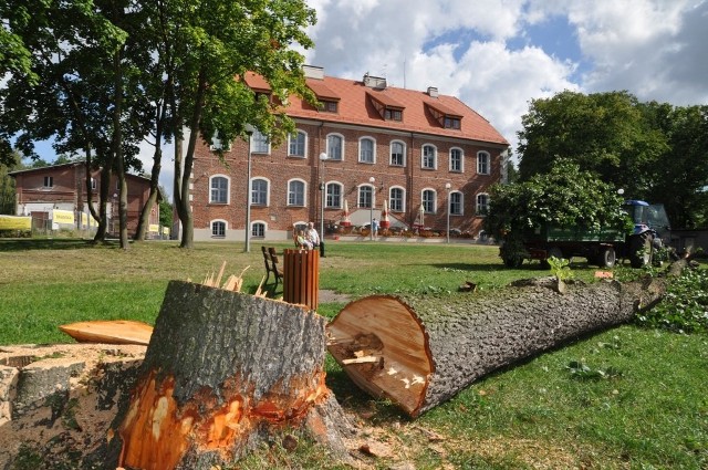 Ścięta olcha nad jeziorem Trzesiecko koło zamku.