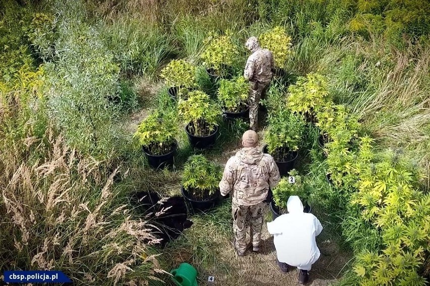 Tak wyglądało wkroczenie CBŚP i policjantów na plantacje...