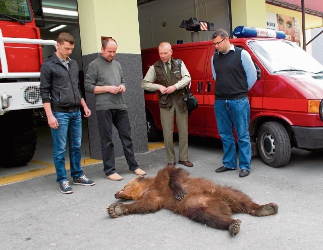 Niedźwiedzia zabrali z pobocza drogi strażacy z OSP Pcim