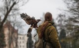 Pod koniec lutego w rzeszowskich parkach pojawią się sokolnicy. Urząd Miasta Rzeszowa w niedługim czasie podpisze umowę z sokolnikami