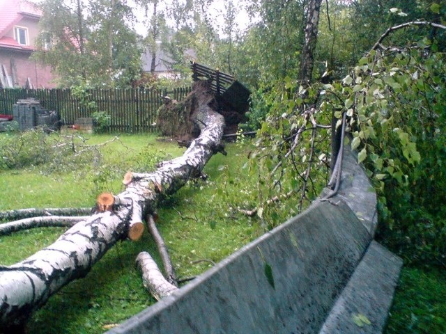 Wiatr był tak silny, że wyrwał z korzeniami tę wiekową już brzozę