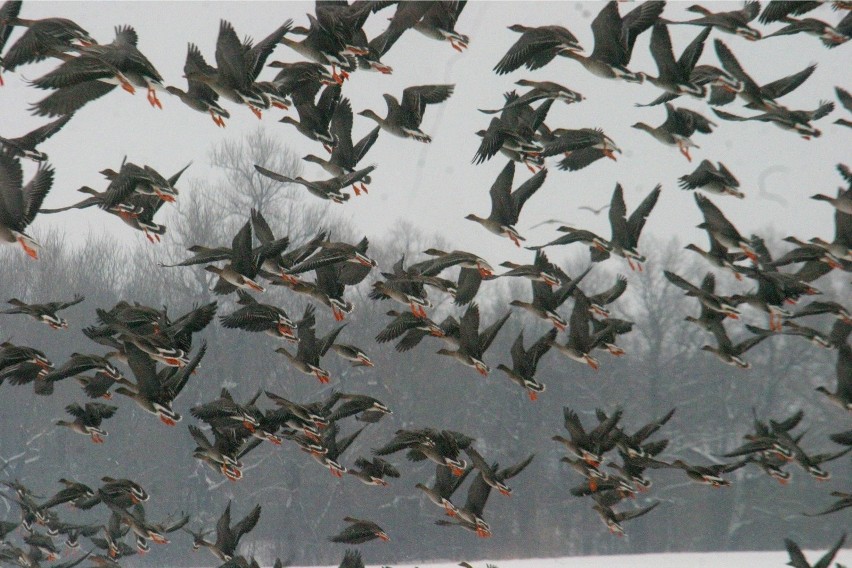Ornitolodzy wnioskują o dłuższy okres ochronny ptaków błotnych na jeziorach Opolszczyzny