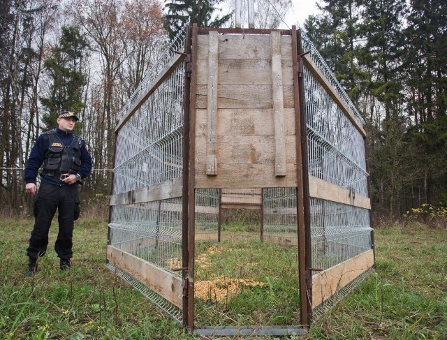 Strażnicy miejscy i łowczy z Dretynia regularnie kontrolowali odłownię przy ul. Gdańskiej. Dotąd jednak nie złapał się w nią ani jeden dzik. Klatka została więc przeniesiona w okolice parku kultury.