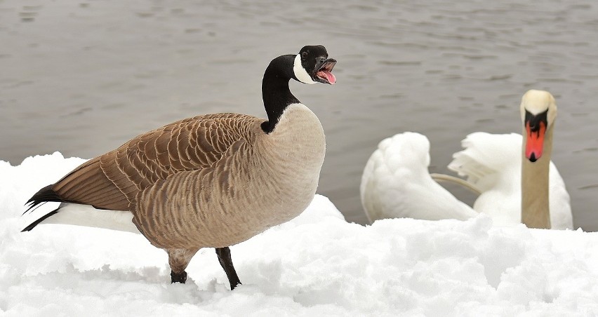 Duże ptaki np. z parków miejskich takie jak łabędzie nieme...