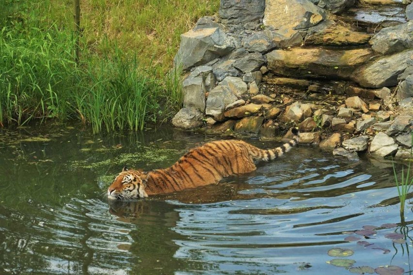 Do opolskiego zoo przyjechała tygrysica Uma.