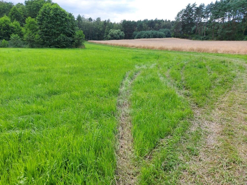 Quadowcy i crossowcy w Puszczy Noteckiej płoszą zwierzynę, niszczą uprawy rolne, zagrażają turystom i... są bezkarni