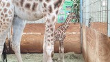 W opolskim zoo urodziła się żyrafa. Na świat przyszła w nocy z poniedziałku na wtorek