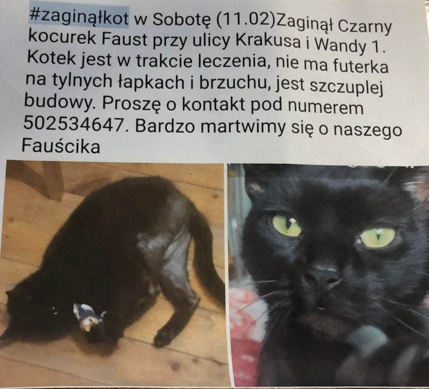 Zaginął kot w Koszalinie. Zrozpaczona właścicielka szuka zwierzaka i prosi o pomoc