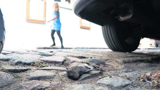 Jeszcze w czwartek szczur leżał na ulicy Podmurnej Fot Grzegorz Olkowski
