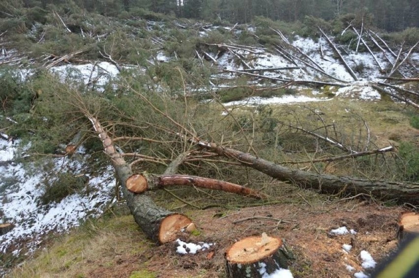  Generalna Dyrekcja Ochrony Środowiska umorzyła sprawę wycinki w Łebie. Mieli prawo wyciąć drzewa? [ zdjęcia, wideo]