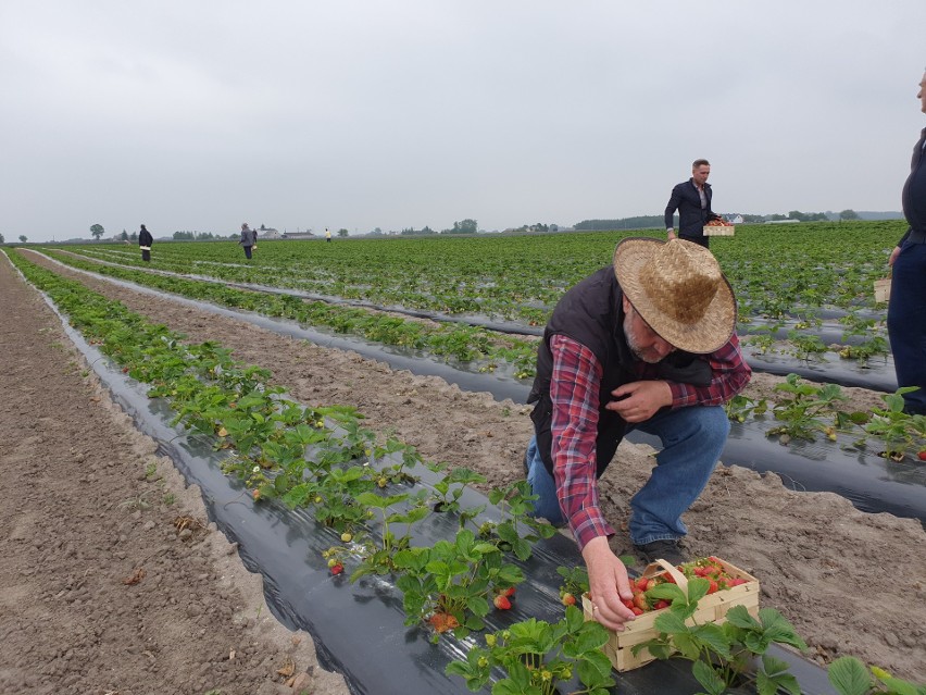 Ministrowie rolnictwa zbierali truskawki na plantacji w Witkowie. Dlaczego? 