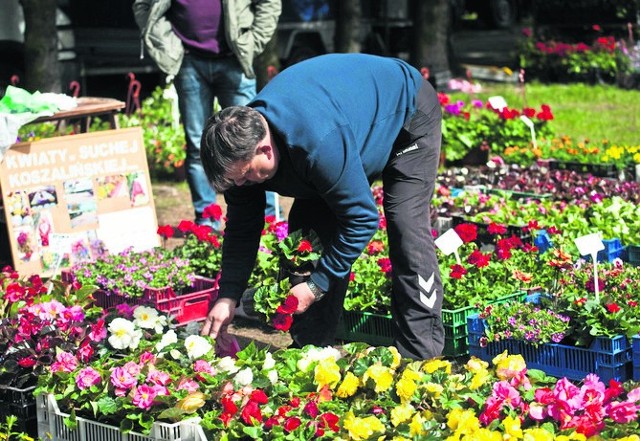 Kwiaty, sadzonki, drzewka, nasiona - na giełdzie ogrodniczej będzie można kupić wszystko, czego domorosłemu ogrodnikowi potrzeba