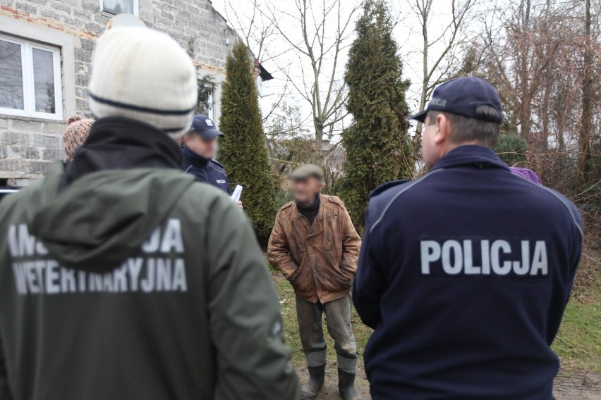 Fałszywi weterynarze w Łódzkiem. Oszuści kontrolują hodowle świń i wystawiają wysokie mandaty