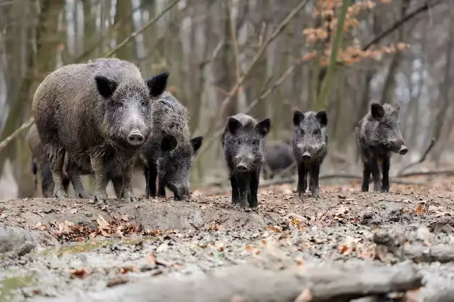 Dziki w mieście, czyli strach wśród mieszkańców Koszalina