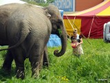 Słonie w Gliwicach pasą się na łące. Śląskie safari! [ZOBACZ ZDJĘCIA]