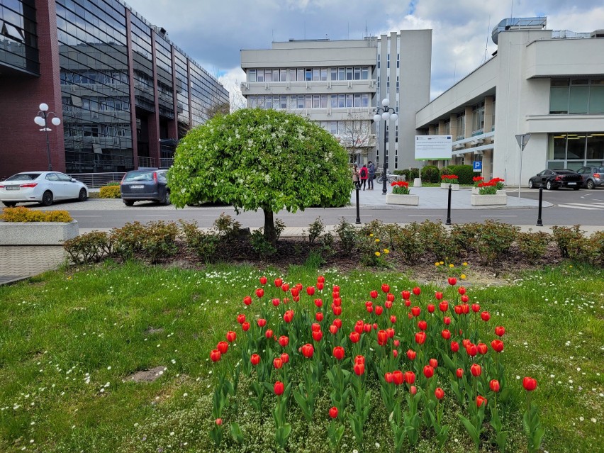 Tulipany i inna roślinność na kampusie AGH w Krakowie