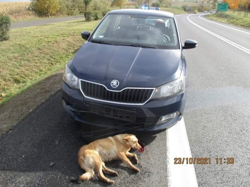 Policjanci pomogli psu, w którego uderzył samochód.
