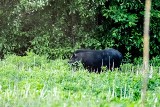 Dzikie świnie wietnamskie w podłódzkim lesie w obiektywie pana Kacpra ZDJĘCIA