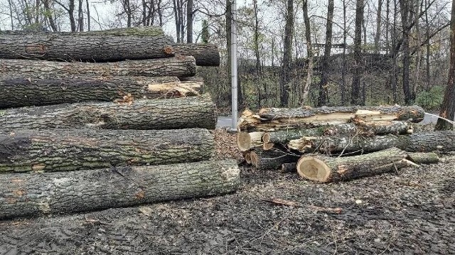 Las Bienia to ważne dla mieszkańców miejsce, a ostatnio sporo drzew już zniknęło z dzielnicy Ząbkowice. Co dalej będzie z wydobyciem dolomitu?Zobacz kolejne zdjęcia/plansze. Przesuwaj zdjęcia w prawo - naciśnij strzałkę lub przycisk NASTĘPNE