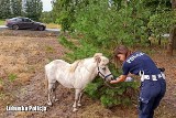 Biegną konie po... krajówce. Czyli co kucyk robił na środku jezdni?