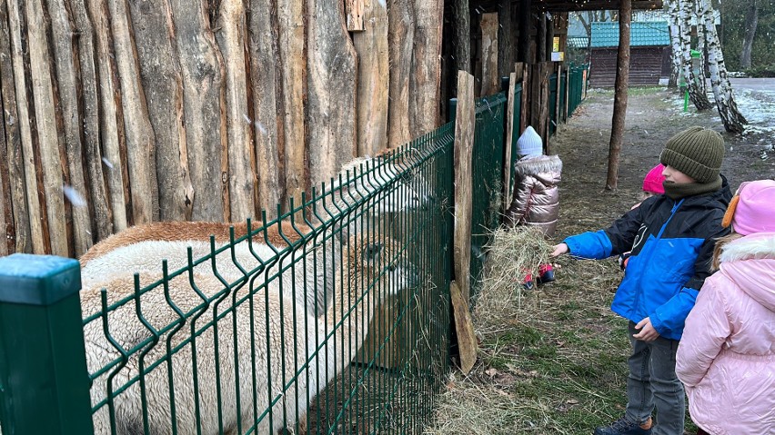 Zwierzęta z Zoo Leśne Zacisze w Wigilię przemówią ludzkim...