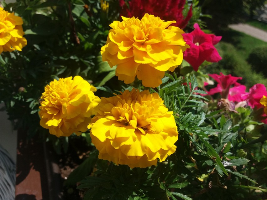 Kwiaty na słoneczny balkon. One nie boją się upału! Zobacz, jakie kwiaty  warto posadzić na południowym balkonie | Gazeta Lubuska