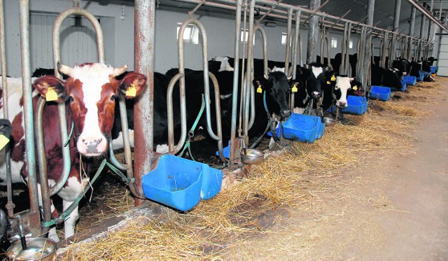 Gospodarstwa mleczne potrzebują pomocyKażdy rolnik, który poważnie myśli o przyszłości, rozwija produkcję mleka. Niestety, gospodarze - którzy przekroczą swoje mleczne limity - będą musieli  zapłacić wysokie kary. W efekcie płynność gospodarstw może zostać zagrożona. 
