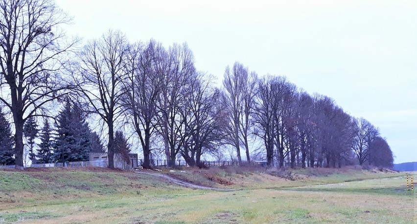 – To była rzeź drzew – oceniają nowosolanie. Nad Odrą wycięto 220 dorodnych lip. Dlaczego to się stało?