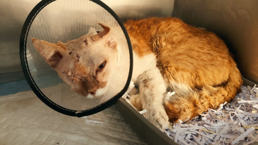 Bestialsko potraktowany kot Elvis z Dębicy po operacji. Nagroda za wskazanie sprawcy ciągle rośnie! [ZDJĘCIA]