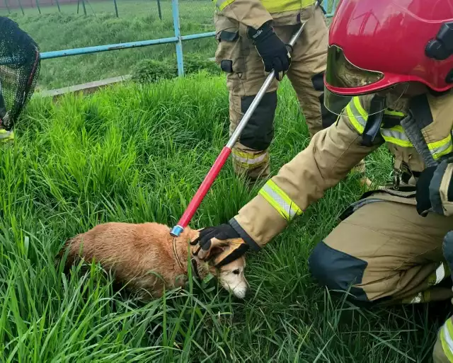 Psy, koty, byki, bobry, daniele, lisa... ratowali strażacy w ostatnich miesiącach w Grudziądzu. Zobaczcie zdjęcia z tych akcji>>>> 