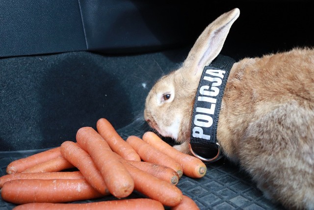 1 kwietnia portale społecznościowe obiegła informacja, że do bytowskiej policji dołącza… królik. Wraz ze zdjęciami na tle radiowozu i policyjną obrożą przedstawiony został futrzany funkcjonariusz o imieniu Hop.