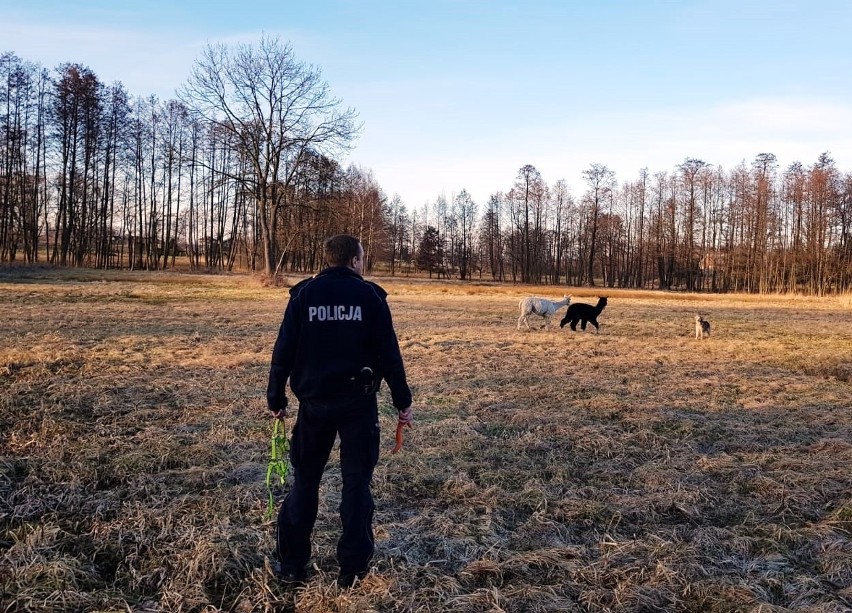 Gmina Oświęcim. Drogówka ruszyła w pościg za... alpakami. Ezotyczne, kudłate zwierzaki uciekły z jednego z gospodarstw